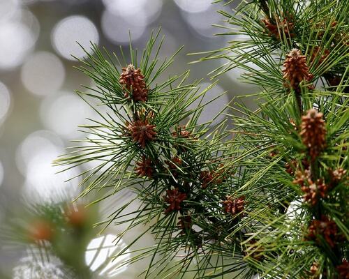 Pine Cones and Needles Close-Up in Winter