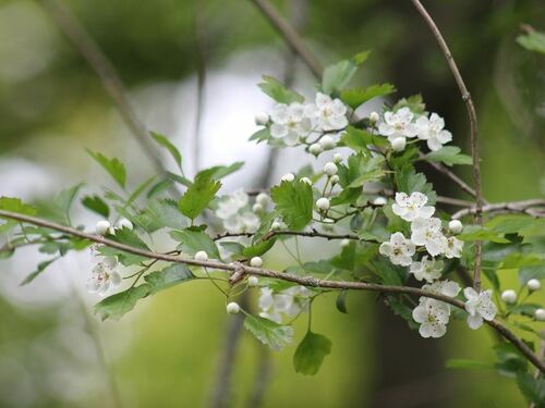 Delicate Hawthorn Blossoms in Spring