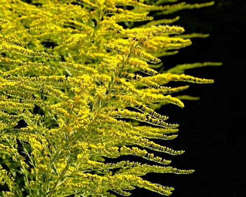 Vibrant Goldenrod Flowers in Bloom