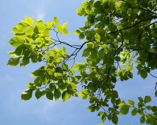 Green Leaves Against a Clear Blue Sky