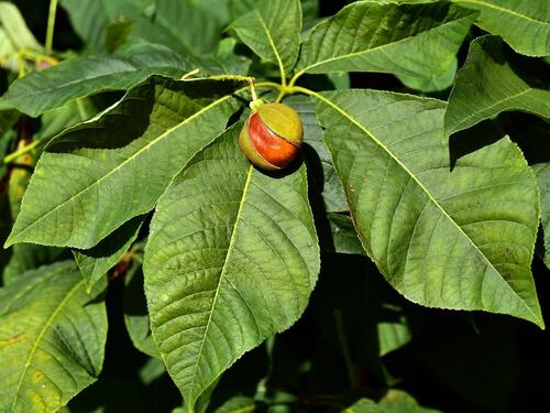 Ripening Fruit on Green Leafy Branch