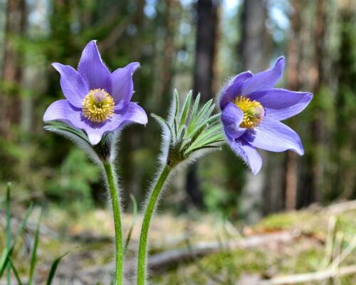 Purple Wildflowers Blooming in the Forest