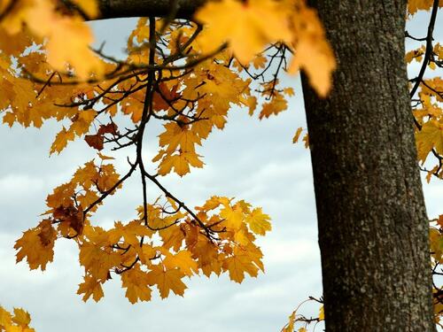 Maple tree in autumn