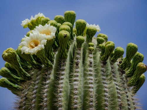 Close-Up of Saguaro Cactus Flowers Blooming