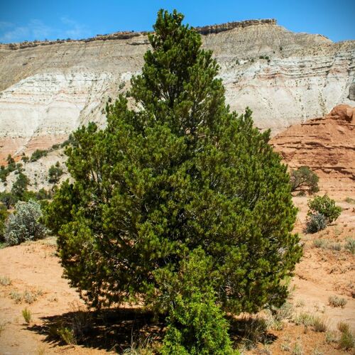 Lone Pinyon Pine in Desert Canyon