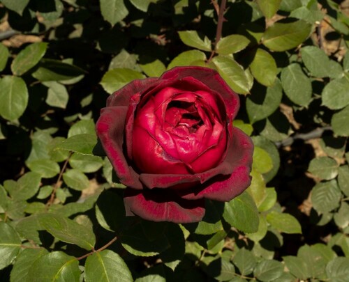 Deep Red Rose in Full Bloom