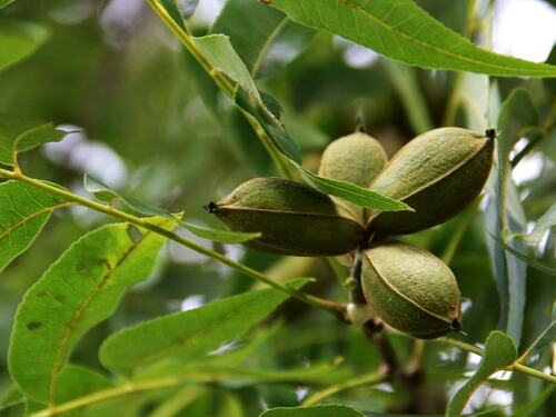 Close-Up of Pecan Nuts on Tree Branch