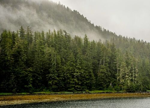 Misty Forest Landscape Near a Calm River