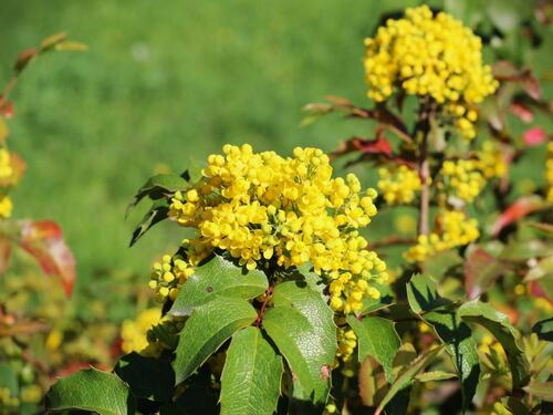 Bright Yellow Oregon Grape Flowers in Bloom