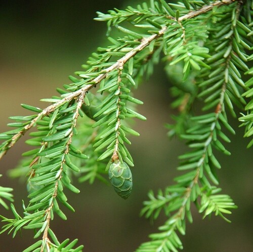 Close-Up of Western Hemlock Branch with Cone