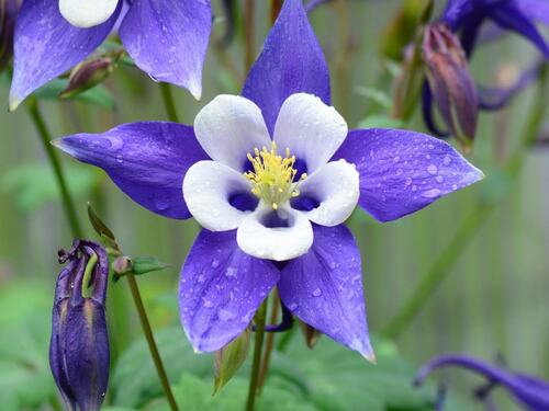 Rocky Mountain Columbine Flower in Bloom