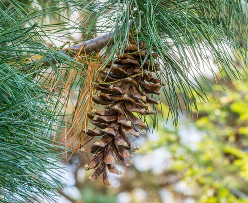 Close-Up of Jeffrey Pine Cone and Needles