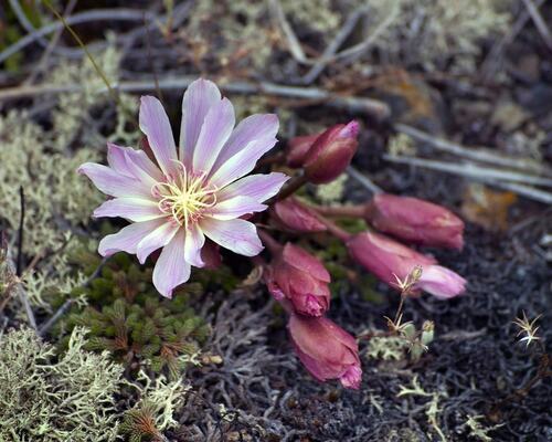 Delicate Bitterroot Flower in Bloom