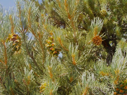 Single-Leaf Pinyon Pine with Cones