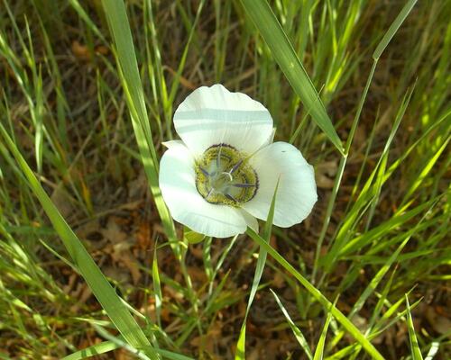 Sego Lily Flower Among Grasses