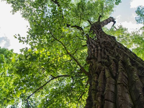 Looking Up at a Majestic Cottonwood Tree