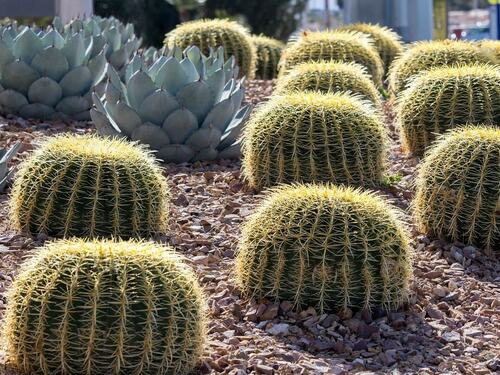 Golden Barrel Cactus in Desert Landscaping