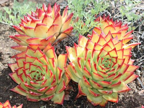 Vibrant Succulent Rosettes in Desert Garden