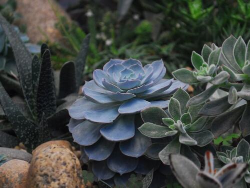 Elegant Blue Succulent Rosette in a Rock Garden