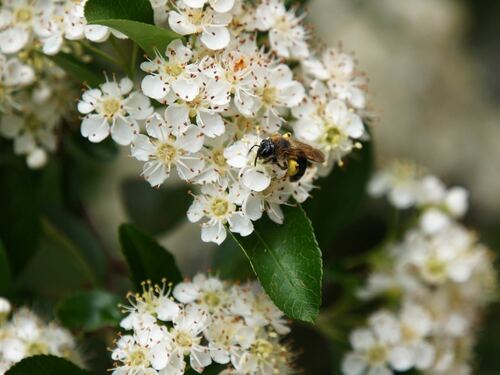 Bee Pollinating White Flowers - Arborist Now