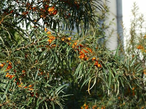 Sea Buckthorn Branch with Berries - Arborist Now