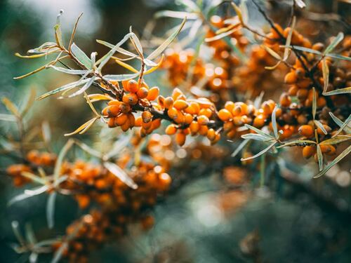 Vibrant Sea Buckthorn Berries on Branch - Arborist Now