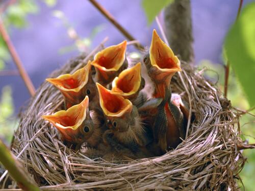 Baby Birds in Nest: Protecting Wildlife in Trees