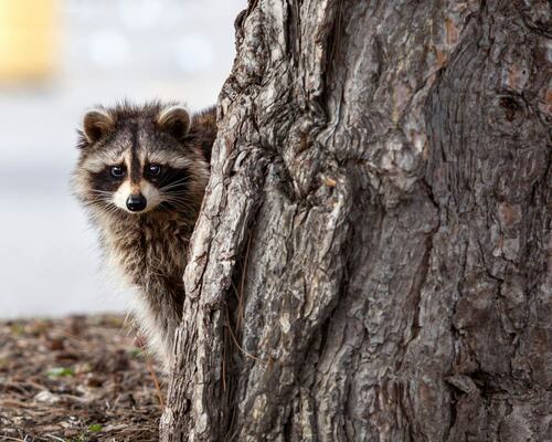 Raccoon by Tree: Urban Wildlife Awareness