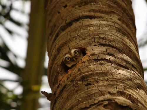 Owl in Tree Cavity: Preserving Wildlife Habitats