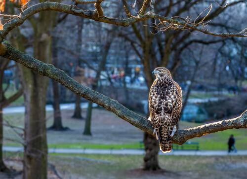 Hawk on Branch: Urban Tree Wildlife