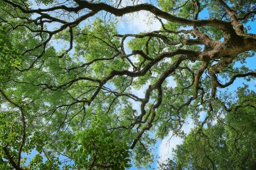 Majestic Tree Canopy in Full Summer Bloom