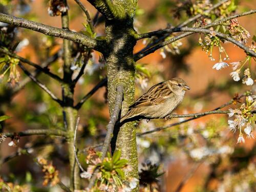 Bird Perched on a Blossoming Tree Branch