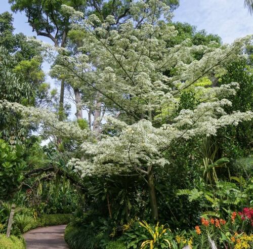 White Flowering Tree in Lush Garden Setting