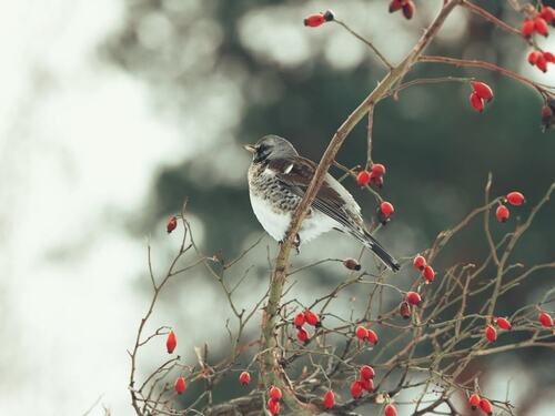 Bird Perched on a Berry-Laden Branch in Winter