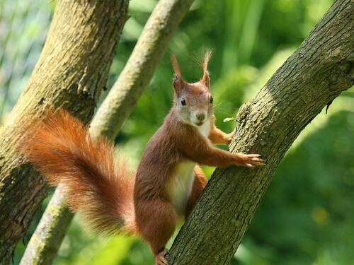 Red Squirrel on Tree Trunk