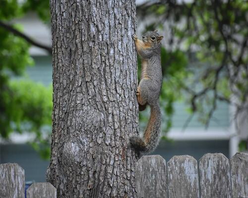 Gray Squirrel Scaling Tree