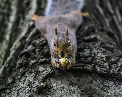 Squirrel Eating on Tree Bark