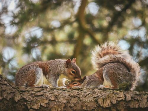 Two Squirrels Sharing a Moment