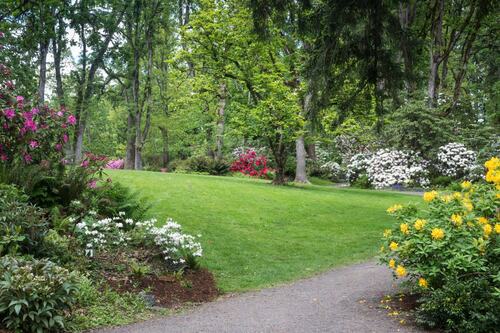 Lush Garden Path Surrounded by Vibrant Rhododendrons