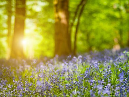 Sunlit Forest with Blooming Bluebell Flowers