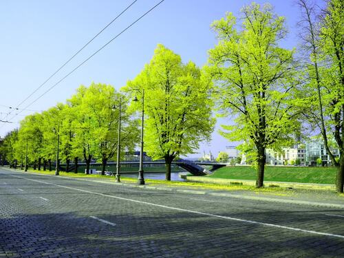 Tree-Lined Urban Street on a Sunny Day