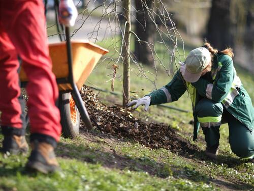 Arborists Mulching Around a Young Tree