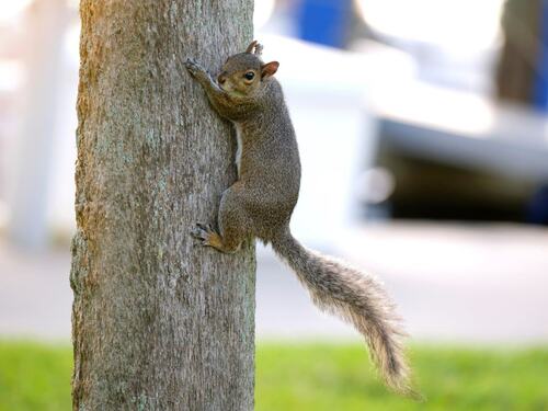 Squirrel Climbing a Tree Trunk in the Park