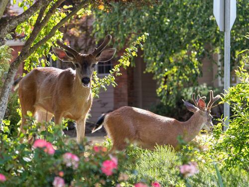 Deer Grazing in a Suburban Garden