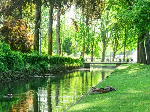 Tranquil Park Canal with Ducks Resting