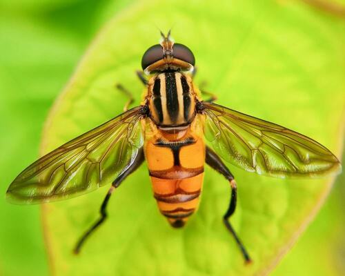 Hoverfly on Leaf - Nature’s Unsung Pollinator