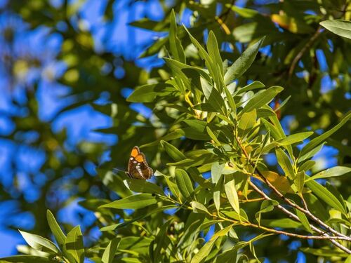 Butterfly on Foliage - A Glimpse of Nature's Harmony