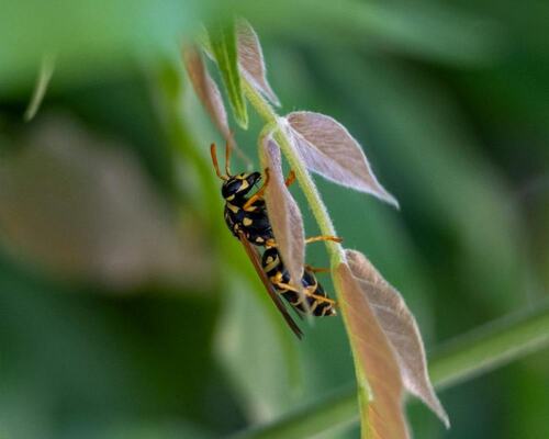 Wasp on Leaf - A Close-Up of Nature’s Predator