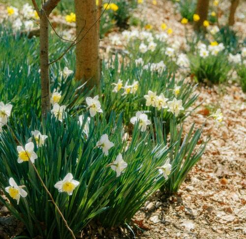 Woodland Daffodils - Spring Blossoms Under Trees