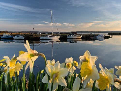 Daffodils by the Harbor - Springtime Serenity